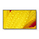 Sharp/NEC ME501 50 ME-Series LFD, UHD 